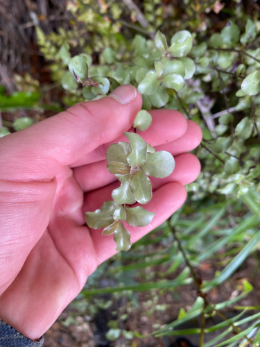 Pittosporum observed 2026-10-31