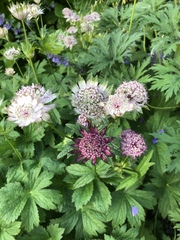Astrantia
