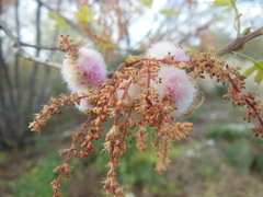 Callirhytis quercusoperator