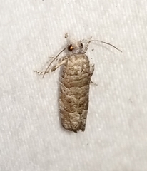 Retinia gemistrigulana