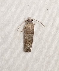 Retinia gemistrigulana