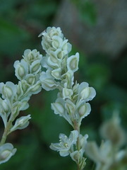 Fallopia baldschuanica