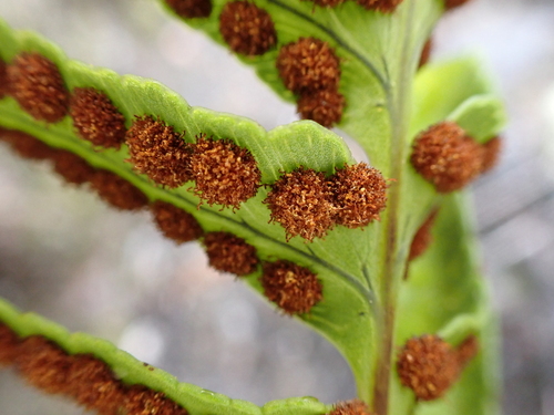 Polypodium pellucidum observed 2026-10-27