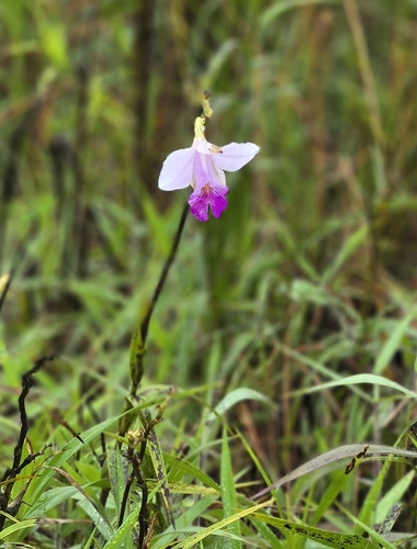 Arundina graminifolia observed 2026-10-30