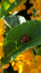 Harmonia axyridis