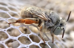 Anthophora hololeuca