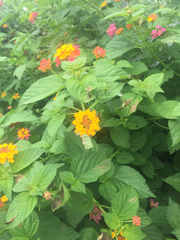 Lantana camara