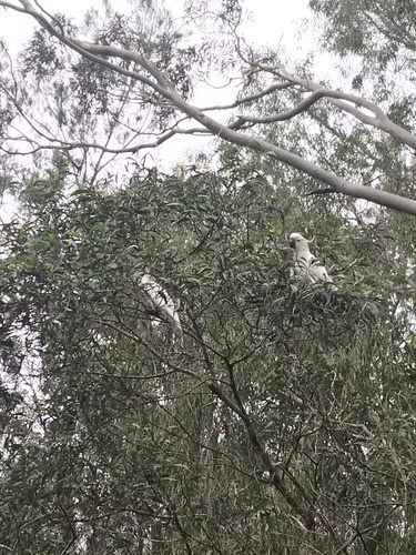 Cacatua galerita observed 2026-10-31