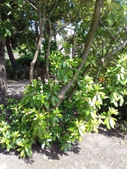 Rhododendron ponticum