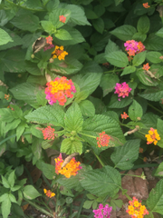 Lantana camara