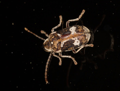 Ptinomorphus imperialis