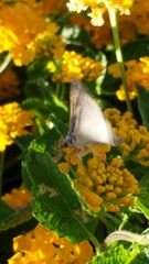Lepidoptera