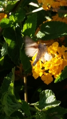 Lepidoptera
