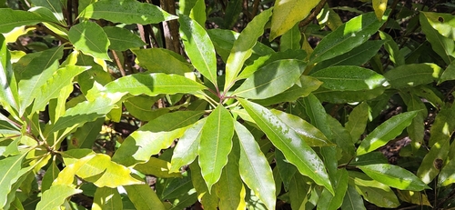 Pittosporum observed 2026-10-31