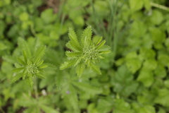 Potentilla recta