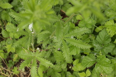Potentilla recta