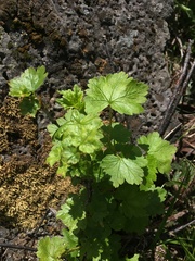 Ribes viscosissimum