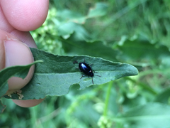Gastrophysa cyanea