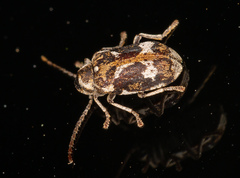 Ptinomorphus imperialis