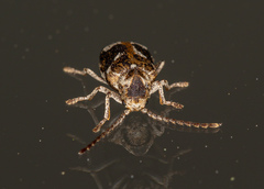 Ptinomorphus imperialis