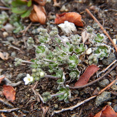 Draba nivalis