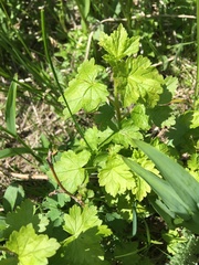 Ribes viscosissimum