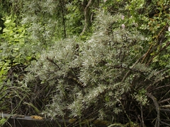 Hippophae rhamnoides