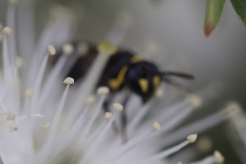 Hylaeus observed 2026-10-31