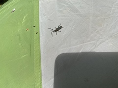 Desmocerus aureipennis