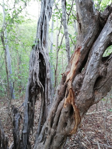 Cenostigma eriostachys, photograph 6