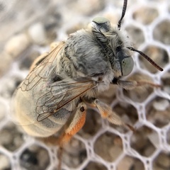 Anthophora hololeuca