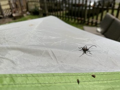 Desmocerus aureipennis