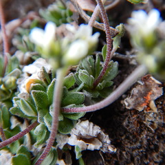 Draba nivalis