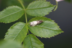 Notocelia cynosbatella