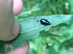 Gastrophysa cyanea