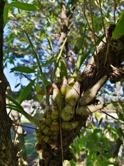 Dendrobium canaliculatum