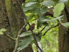 Erithacus rubecula