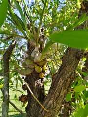 Dendrobium canaliculatum