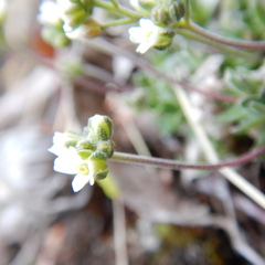 Draba nivalis