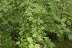 Crataegus monogyna