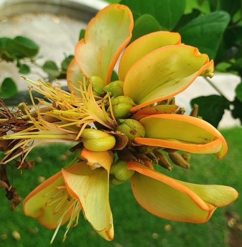 Erythrina sandwicensis observed 2026-10-30
