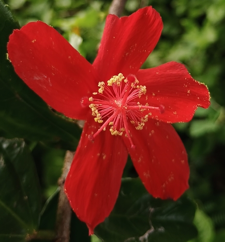 Hibiscus kokio observed 2026-10-30