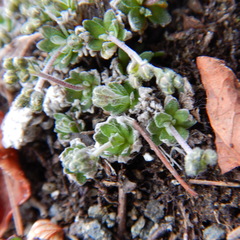 Draba nivalis