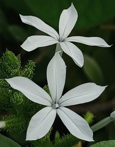 Plumbago zeylanica observed 2026-10-30