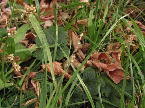 Echinochloa crus-galli observed 2026-10-30