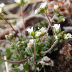 Draba nivalis
