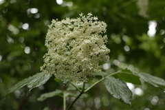 Sambucus nigra