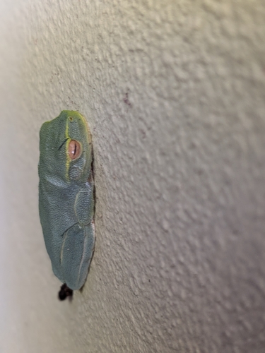Litoria observed 2026-10-31