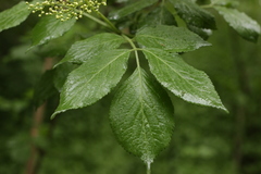 Sambucus nigra