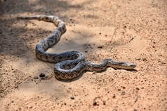 Pituophis melanoleucus